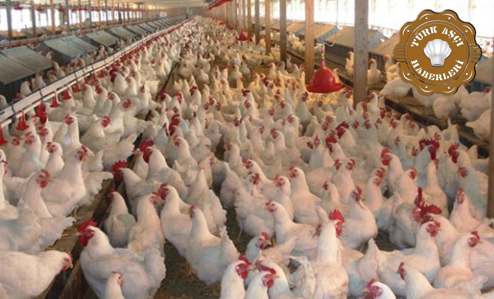Tavuk Eti Yüzde 20 Zamlandı